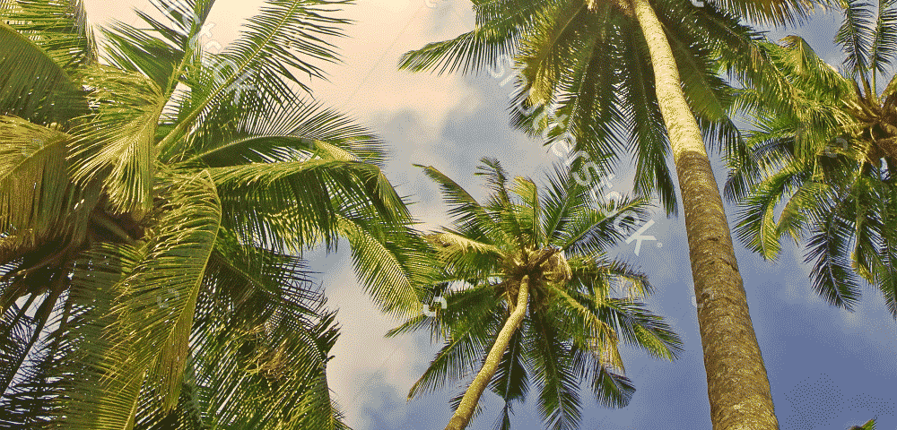 Coconut Oil Spray – Goodness & Convenience in a Can